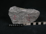 中文名:石英片岩ˋ綠泥石片岩(NMNS004273-009924)英文名:Chlorite schist(NMNS004273-009924)