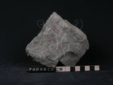 中文名:石英片岩ˋ綠泥石片岩(NMNS004273-009925)英文名:Chlorite schist(NMNS004273-009925)