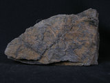 中文名:藍色片岩(NMNS004680-P011313)英文名:Blue schist(NMNS004680-P011313)