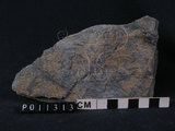 中文名:藍色片岩(NMNS004680-P011313)英文名:Blue schist(NMNS004680-P011313)