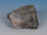 中文名:變質砂岩(NMNS005034-P012257)英文名:Metasandstone(NMNS005034-P012257)