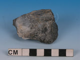 中文名:變質砂岩(NMNS005034-P012257)英文名:Metasandstone(NMNS005034-P012257)