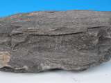 中文名:變質砂岩(NMNS005034-P012277)英文名:Metasandstone(NMNS005034-P012277)