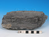 中文名:變質砂岩(NMNS005034-P012277)英文名:Metasandstone(NMNS005034-P012277)