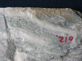 中文名:大理岩(NMNS000005-P000059)英文名:Marble(NMNS000005-P000059)