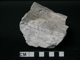 中文名:矽化大理岩(NMNS004105-P007827)英文名:Silicateous Marble(NMNS004105-P007827)