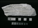 中文名:大理岩(NMNS004105-P008089)英文名:Marble(NMNS004105-P008089)