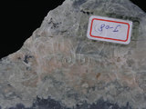 中文名:蛇紋岩(NMNS004105-P008333)英文名:Serpentinite(NMNS004105-P008333)