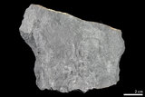 中文名:變質砂岩(NMNS004853-P011781)英文名:Metasandstone(NMNS004853-P011781)