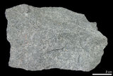 中文名:石英岩(NMNS002147-P004162)英文名:Quartzite(NMNS002147-P004162)