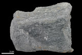 中文名:千枚岩(NMNS005025-P012212)英文名:Phyllite(NMNS005025-P012212)