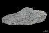 中文名:千枚岩(NMNS005025-P012229)英文名:Phyllite(NMNS005025-P012229)