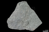中文名:石榴子石-角閃石-綠簾石-石英片岩(NMNS004176-P009121)英文名:Garnet-amphibole-epidote-quartz schist(NMNS004176-P009121)