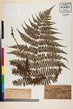 ئW:Athyrium filix-femina (L.) Roth var. melanolepis (Franch. &