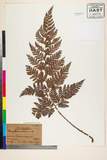 ئW:Dryopteris mutica C. Chr.