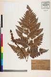 ئW:Dryopteris mutica C. Chr.