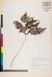 ئW:Athyrium spinulosum (Maxim.) Milde