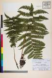 ئW:Athyrium filix-femina (L.) Roth