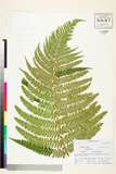 ئW:Dryopteris affinis (Lowe) Fraser-Jenk. subsp. borreri Fraser