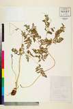 中文種名:Hypodematium glanduloso-pilosum (Tagawa) Ohwi