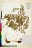 中文種名:Dryopteris laeta C. Chr.