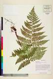 ئW:Dryopteris blanfordii (C. Hope) C. Chr.
