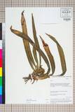 中文種名:Campylandra aurantiaca Baker
