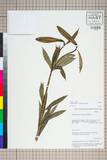 中文種名:Lilium brownii F.E. Brown ex Miellez