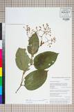 ئW:Polygonum chinense L. var. ovalifolium Meisn.