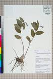 ئW:Maianthemum purpureum (Wall.) La Frankie