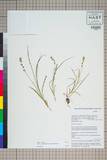 ئW:Aletris pauciflora (Klotzsch) Hand.-Mazz.