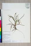 ئW:Ophiopogon bodinieri H. L?v.