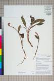 ئW:Polygonum virginatum L.