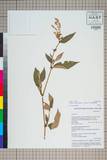 ئW:Polygonum campanulatum Hook. f.