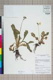 ئW:Primula serratifolia Franch.