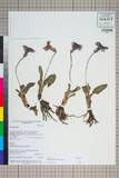 中文種名:Omphalogramma elegans Forrest