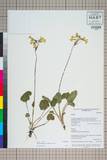 ئW:Primula firmipes Balf. f. & Forrest
