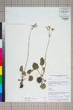 ئW:Primula firmipes Balf. f. & Forrest