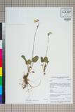 中文種名:Primula firmipes Balf. f. & Forrest