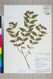 ئW:Hypericum henryi H. Lév. & Vaniot subsp. uraloides (Rehder)
