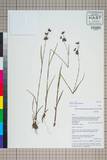 ئW:Juncus rostocarpus Miyamoto