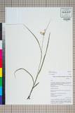 ئW:Juncus clarkei Buchenau