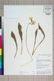 中文種名:Primula agleniana Balf. f. & Forrest