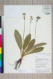 ئW:Primula melanodonta W. W. Sm.