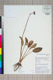 中文種名:Primula calliantha Franch.