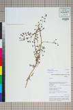 ئW:Lysimachia breviflora C. M. Hu
