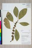 ئW:Ficus neriifolia Sm.