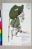 ئW:Cornus macrophylla Wall. var. stracheyi C.B. Clarke