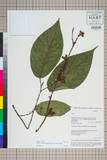 ئW:Ficus semicordata Buch.-Ham. ex Sm.
