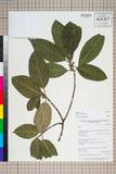 ئW:Ficus neriifolia Sm.